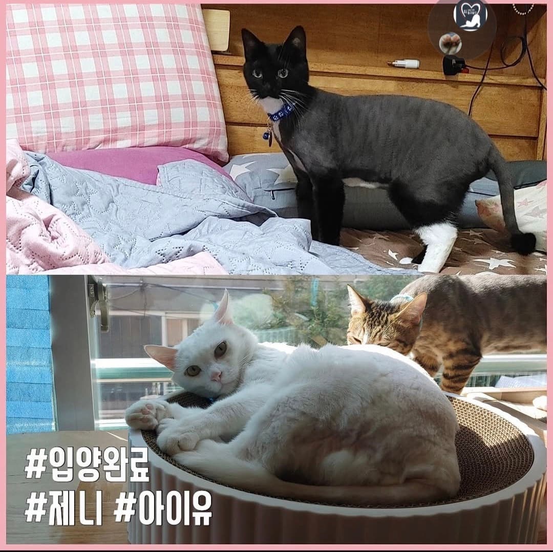 고양이 사진