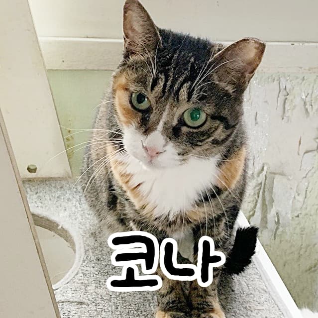 고양이 사진