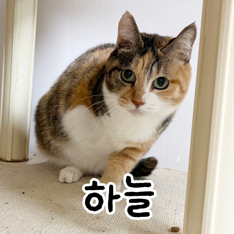 고양이 사진