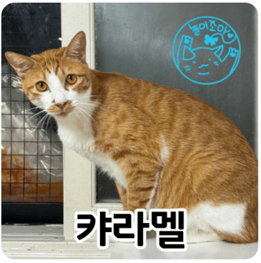 고양이 사진