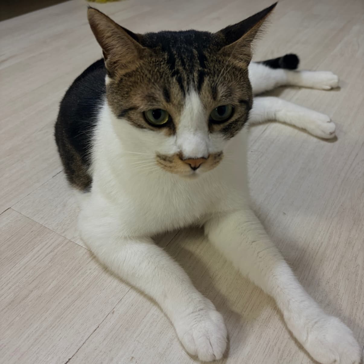 레오 사진 3