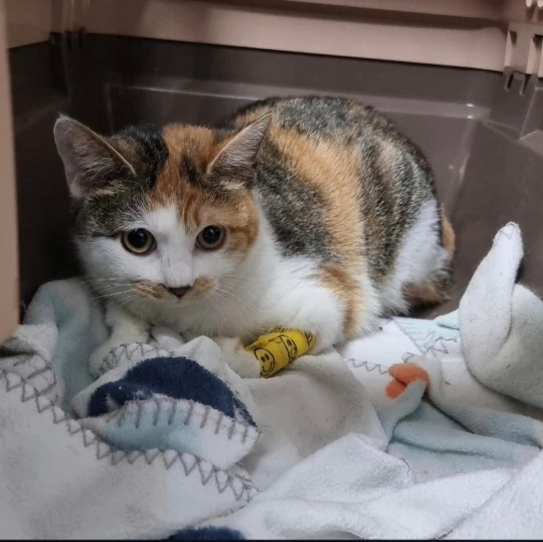 고양이 사진