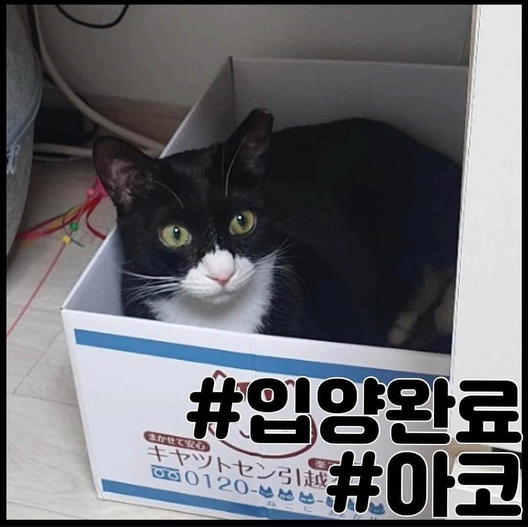 고양이 사진