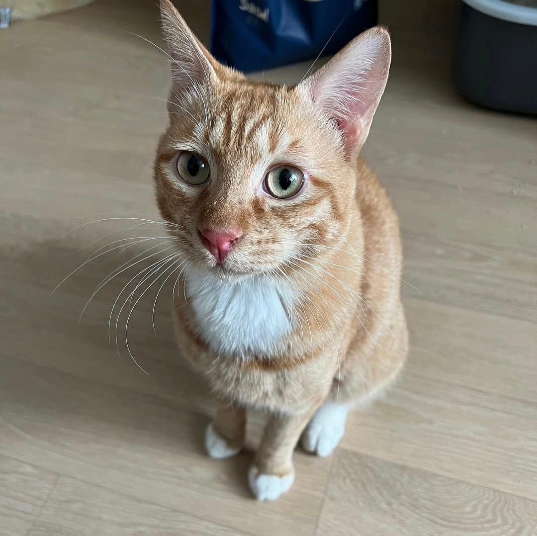 고양이 사진