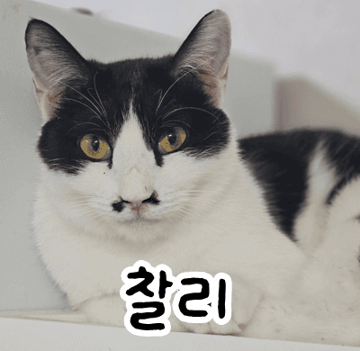 고양이 사진