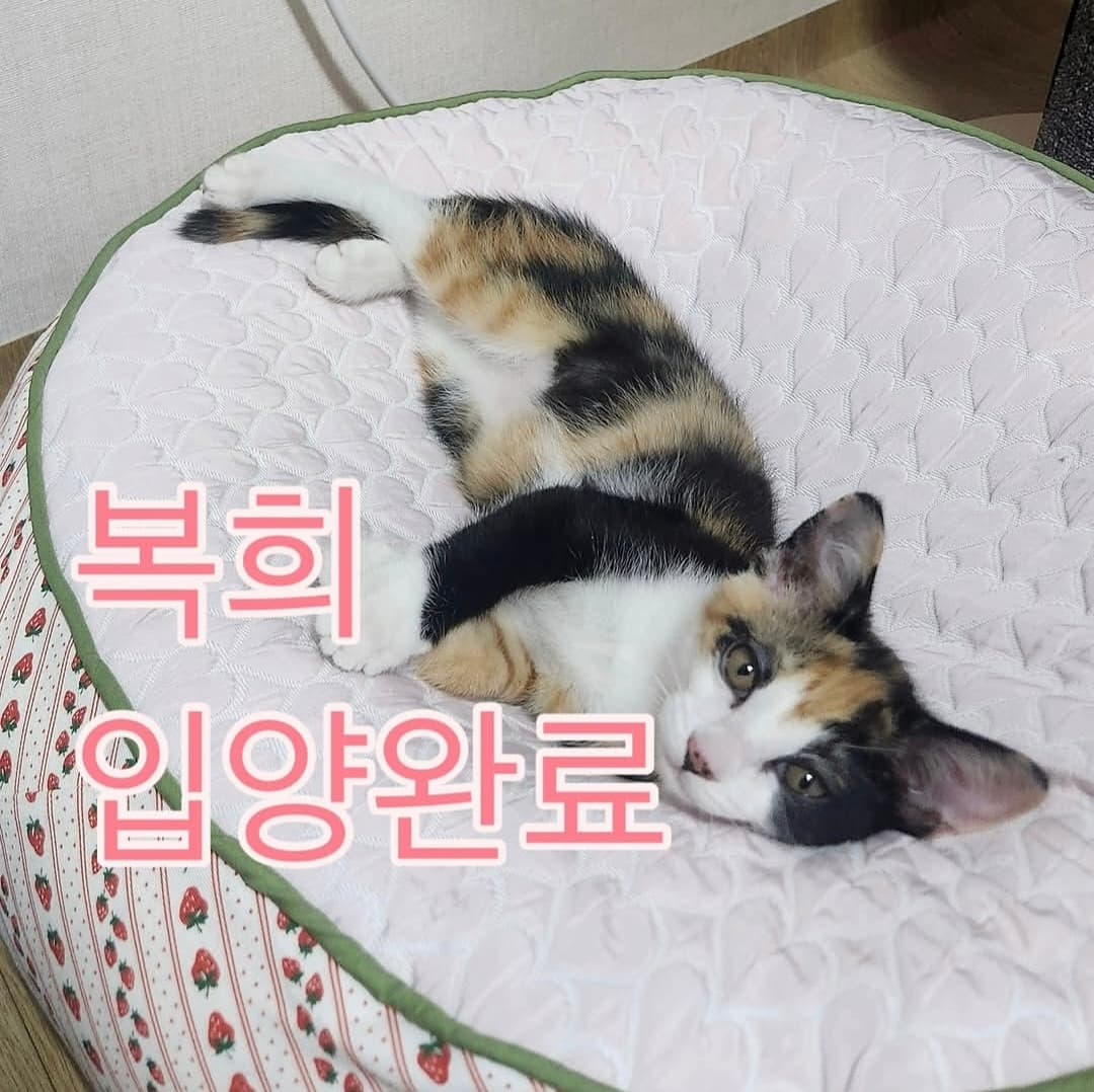 고양이 사진