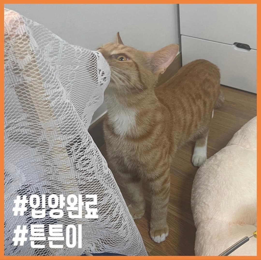 고양이 사진