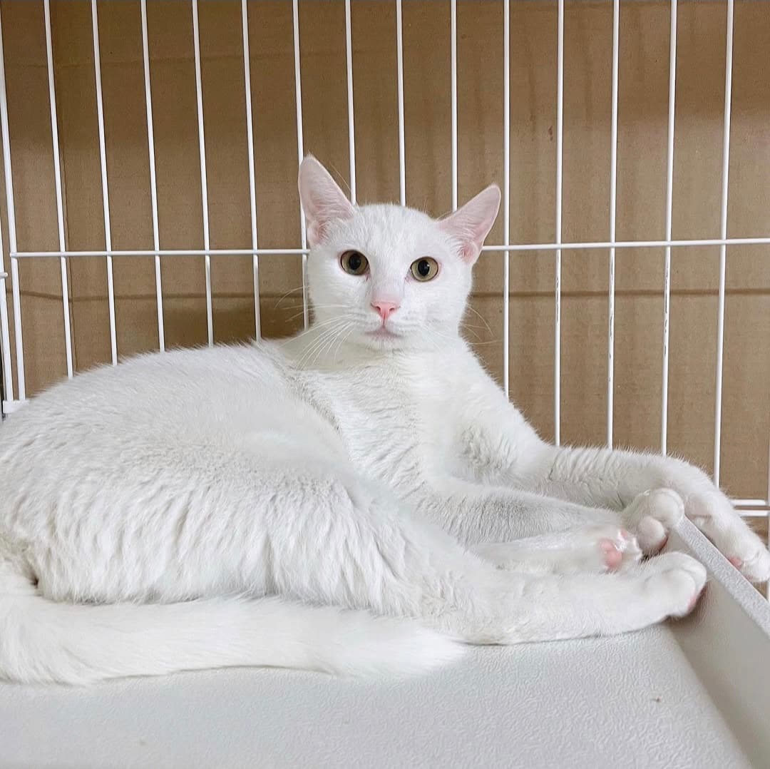 고양이 사진
