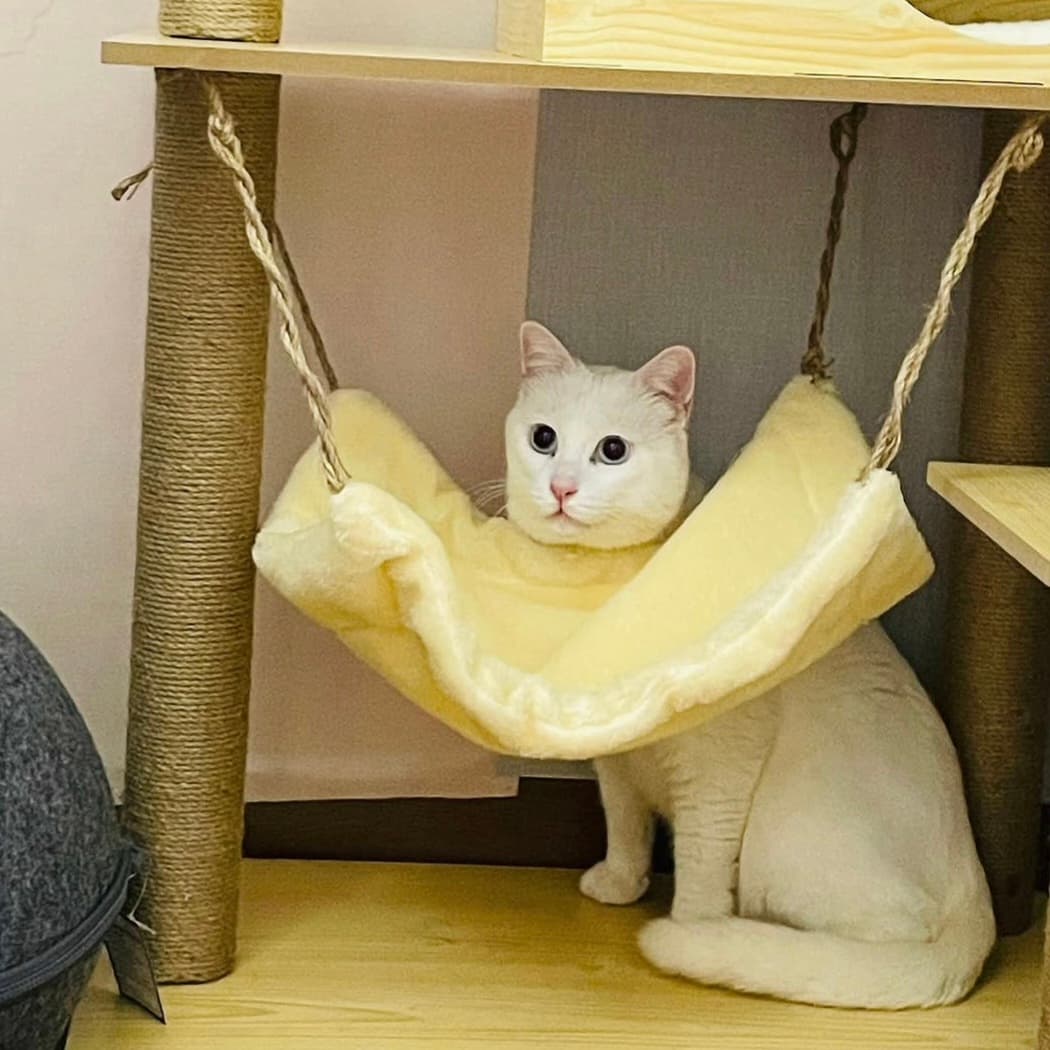 고양이 사진