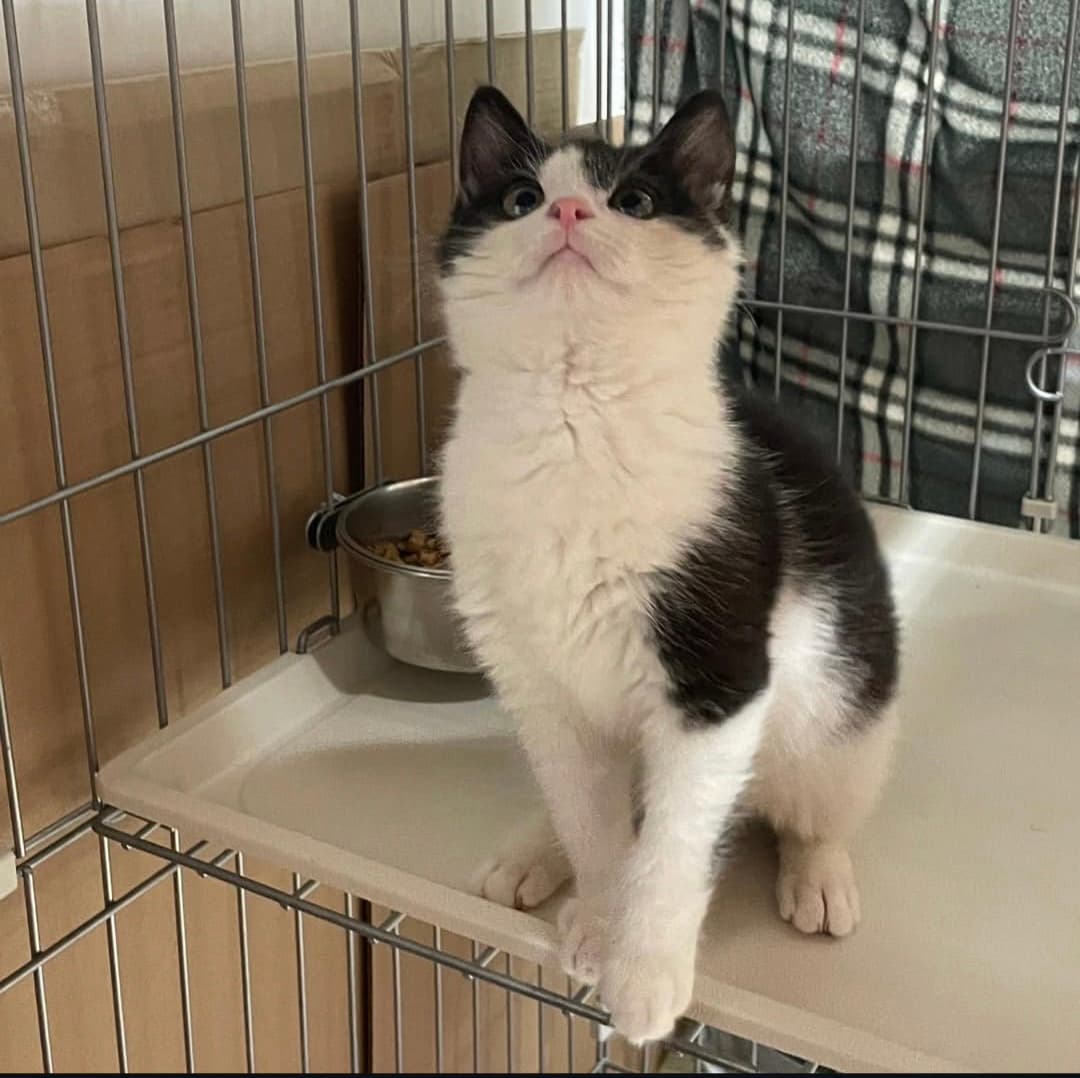 고양이 사진