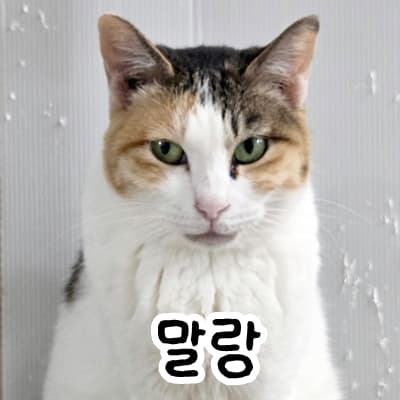 고양이 사진