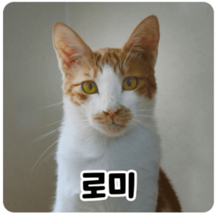 고양이 사진