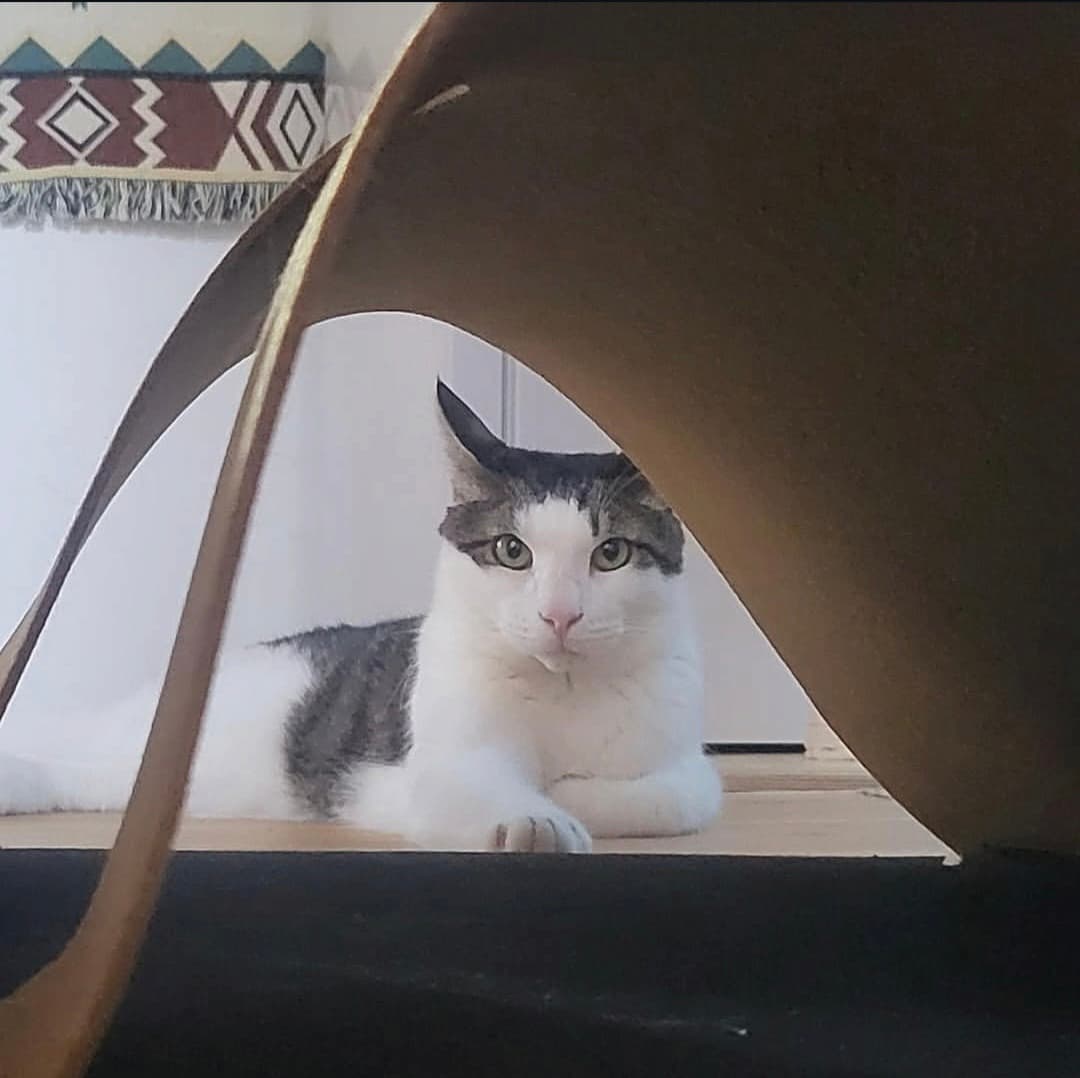 고양이 사진