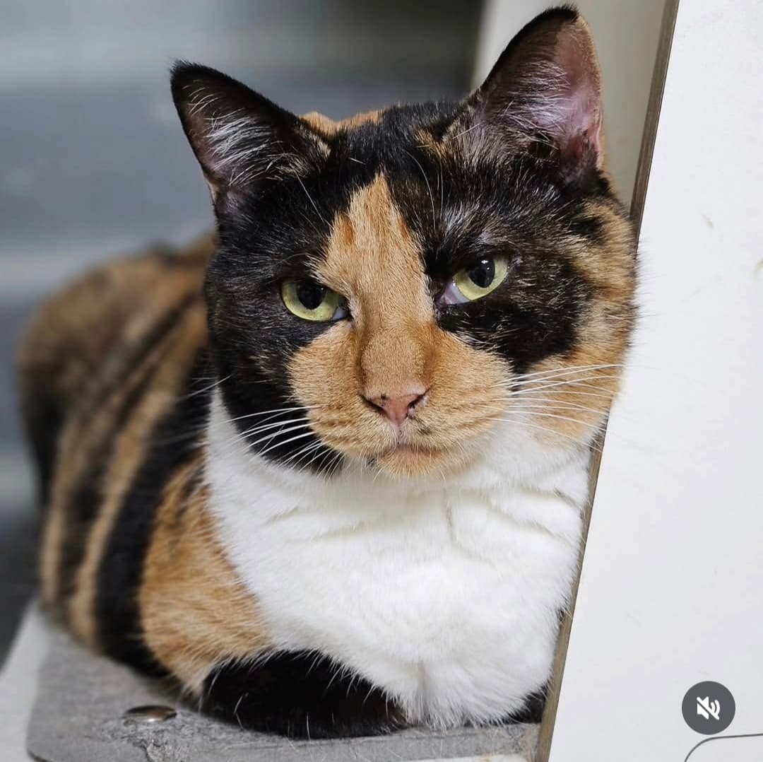 고양이 사진