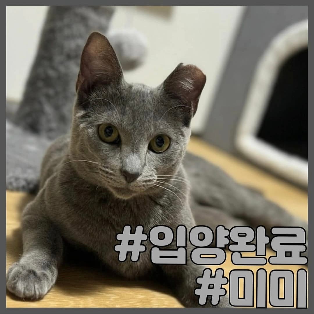 고양이 사진