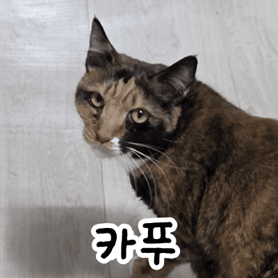 고양이 사진