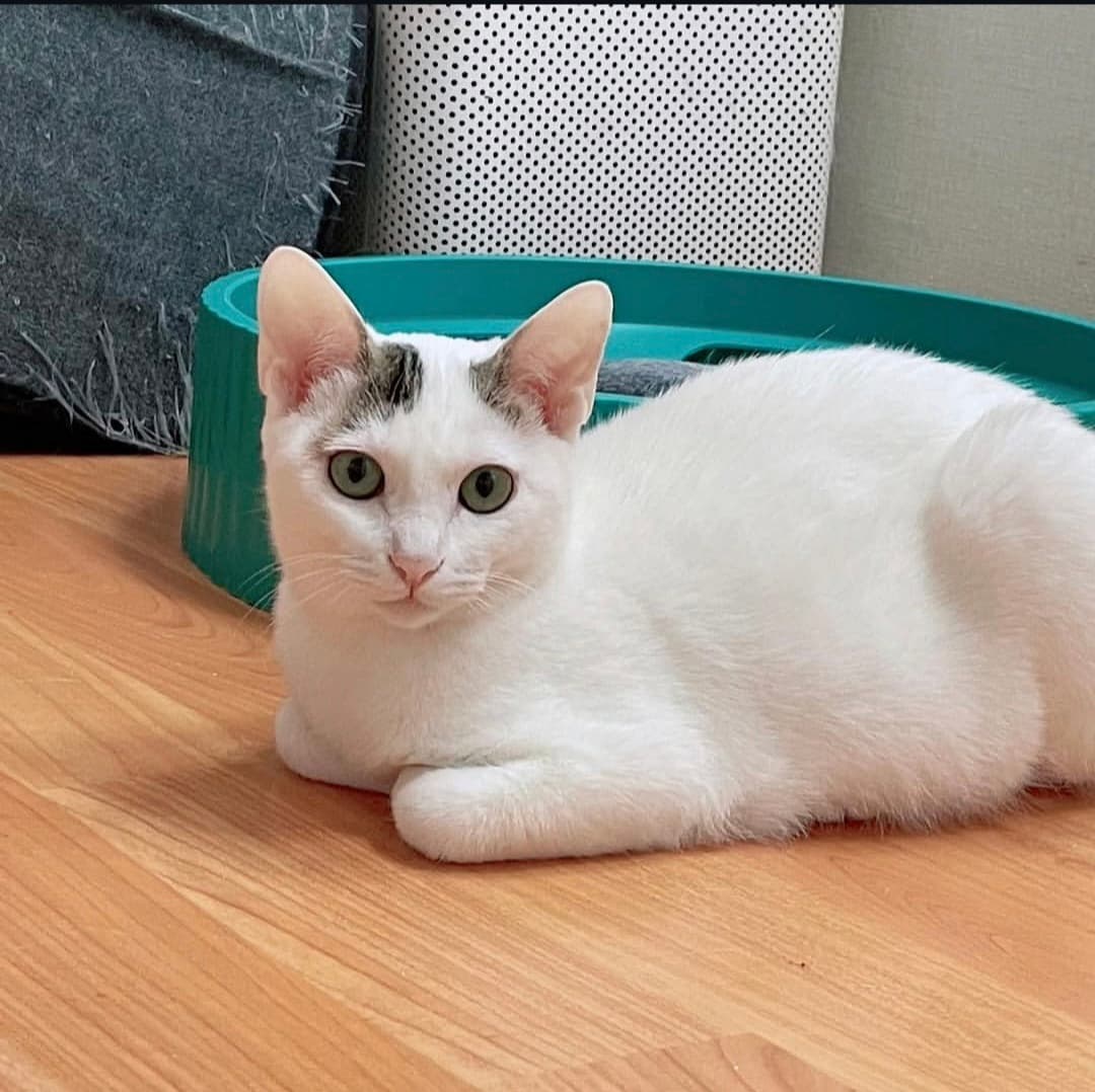 고양이 사진