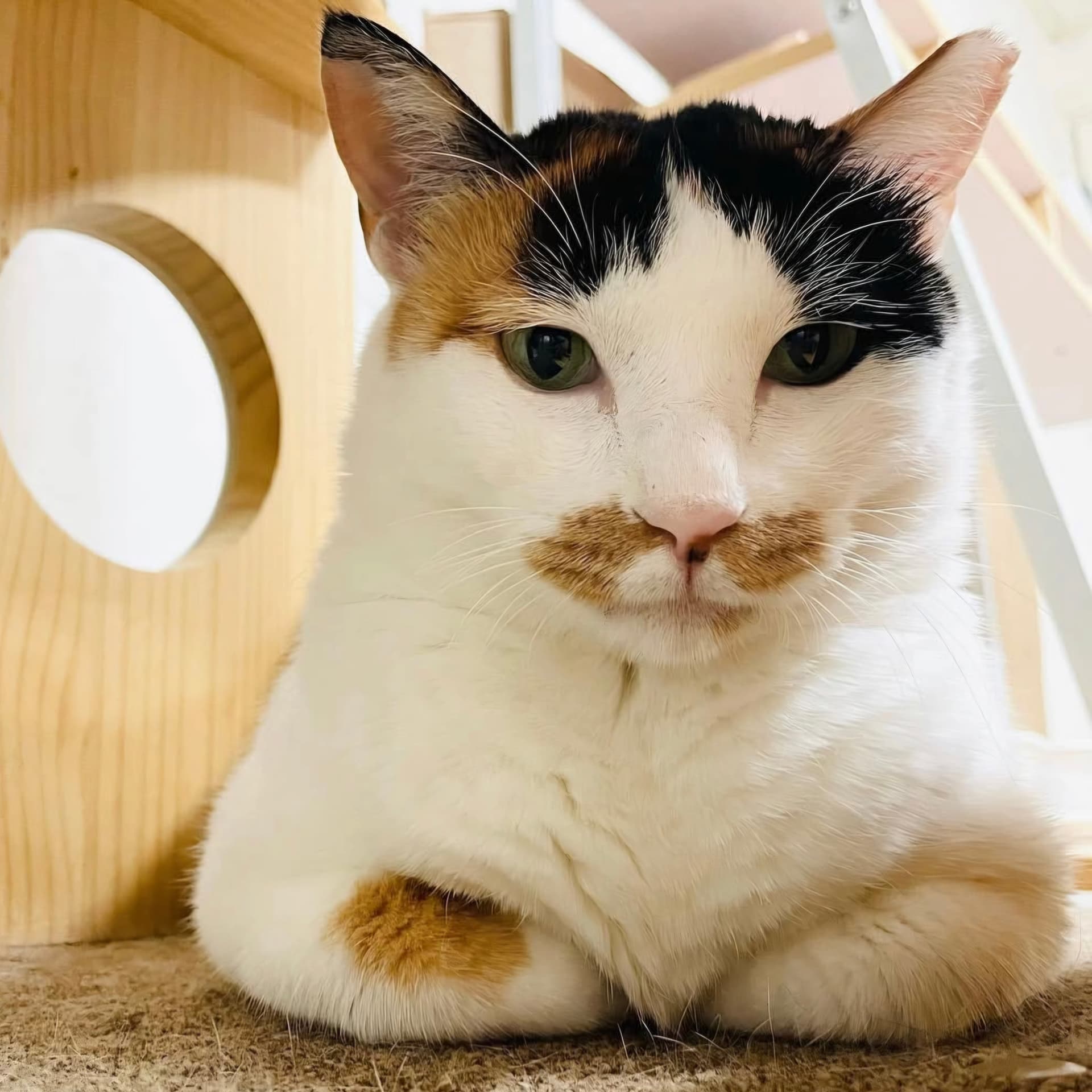 고양이 사진