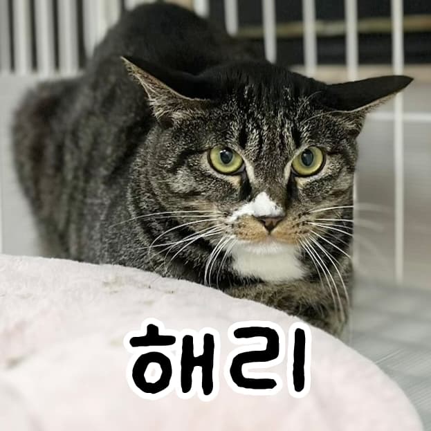 고양이 사진