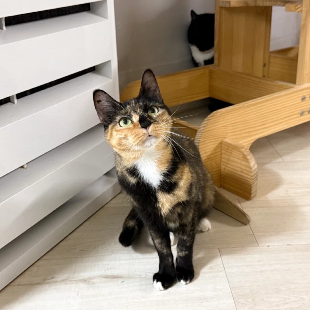 고양이 사진