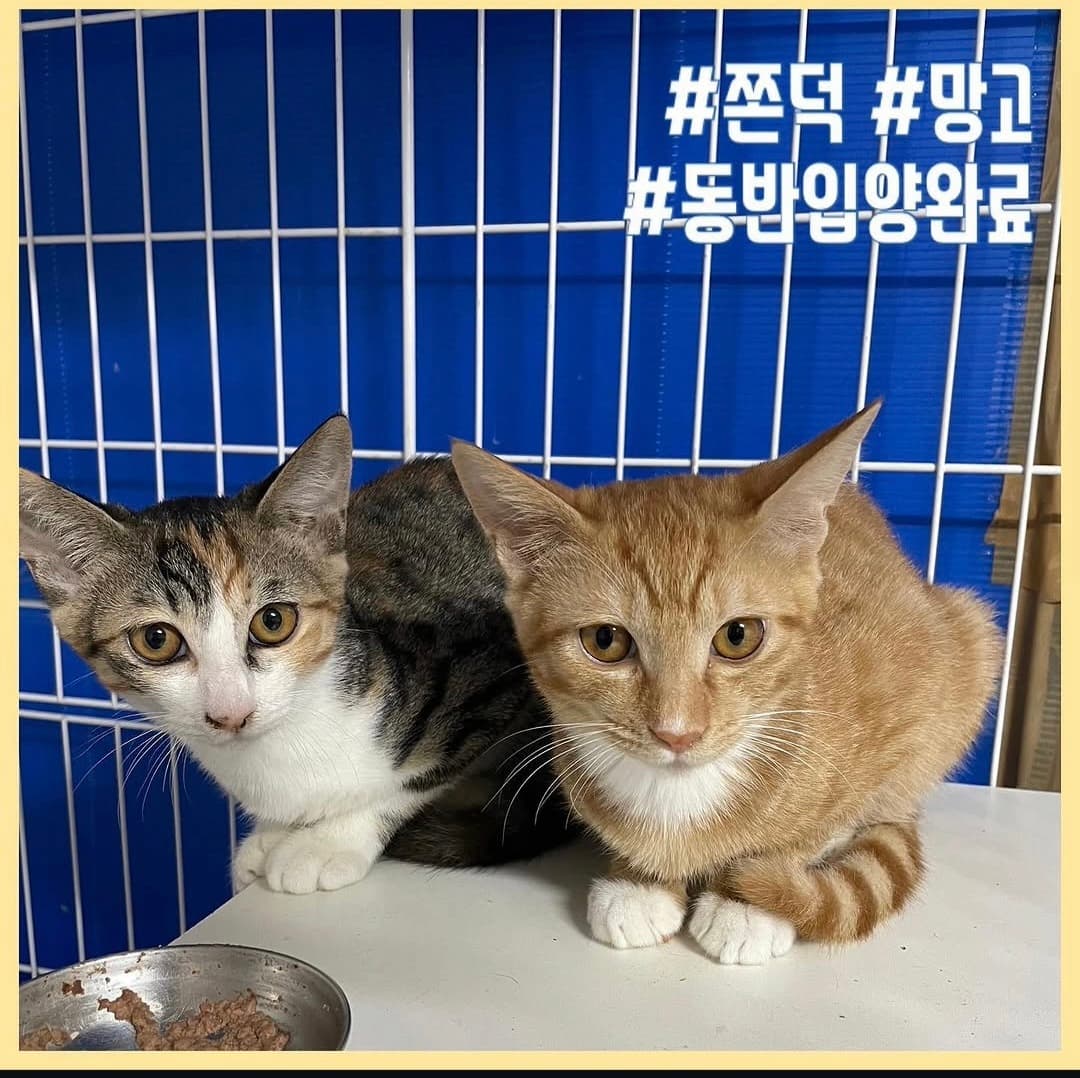 고양이 사진