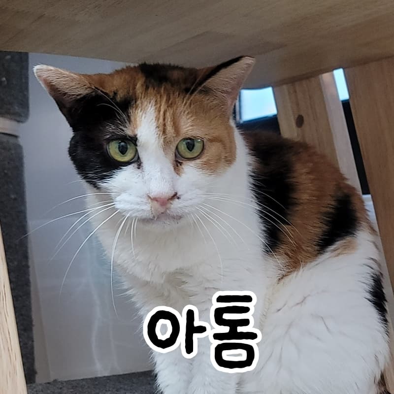 고양이 사진