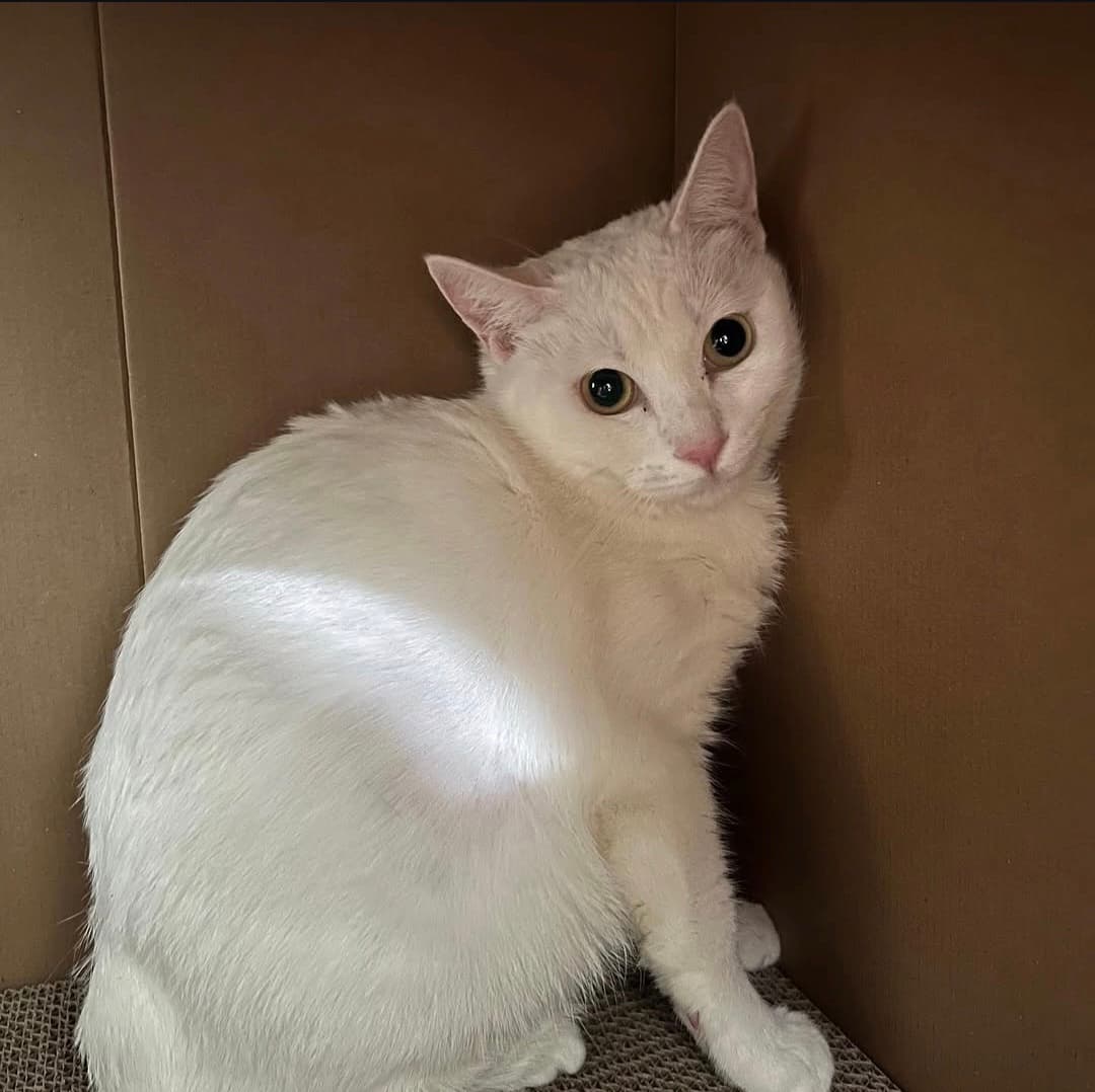 고양이 사진
