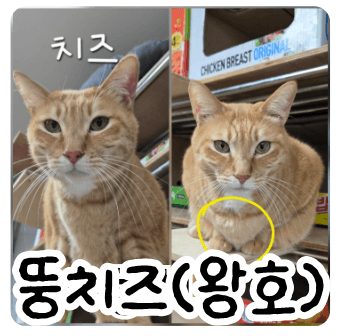고양이 사진