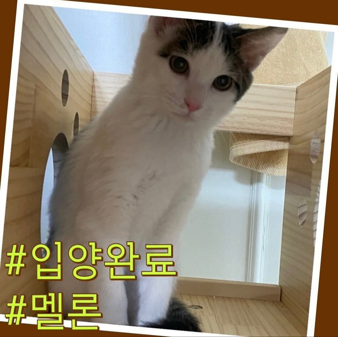 고양이 사진