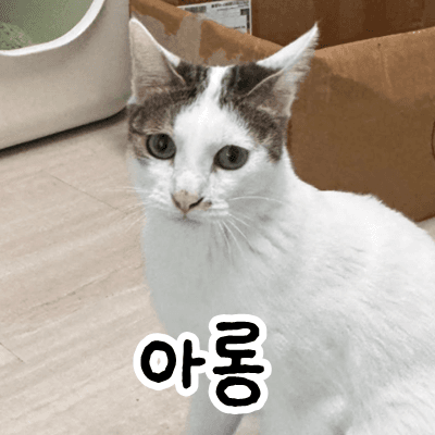 고양이 사진