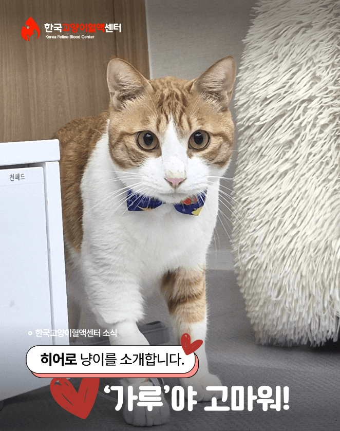 오늘도 한 생명을 살린 영웅냥이들 🤍