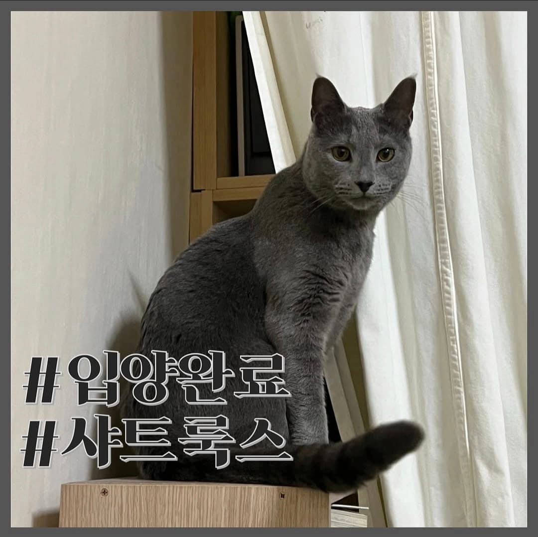 고양이 사진