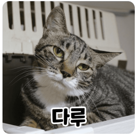 고양이 사진