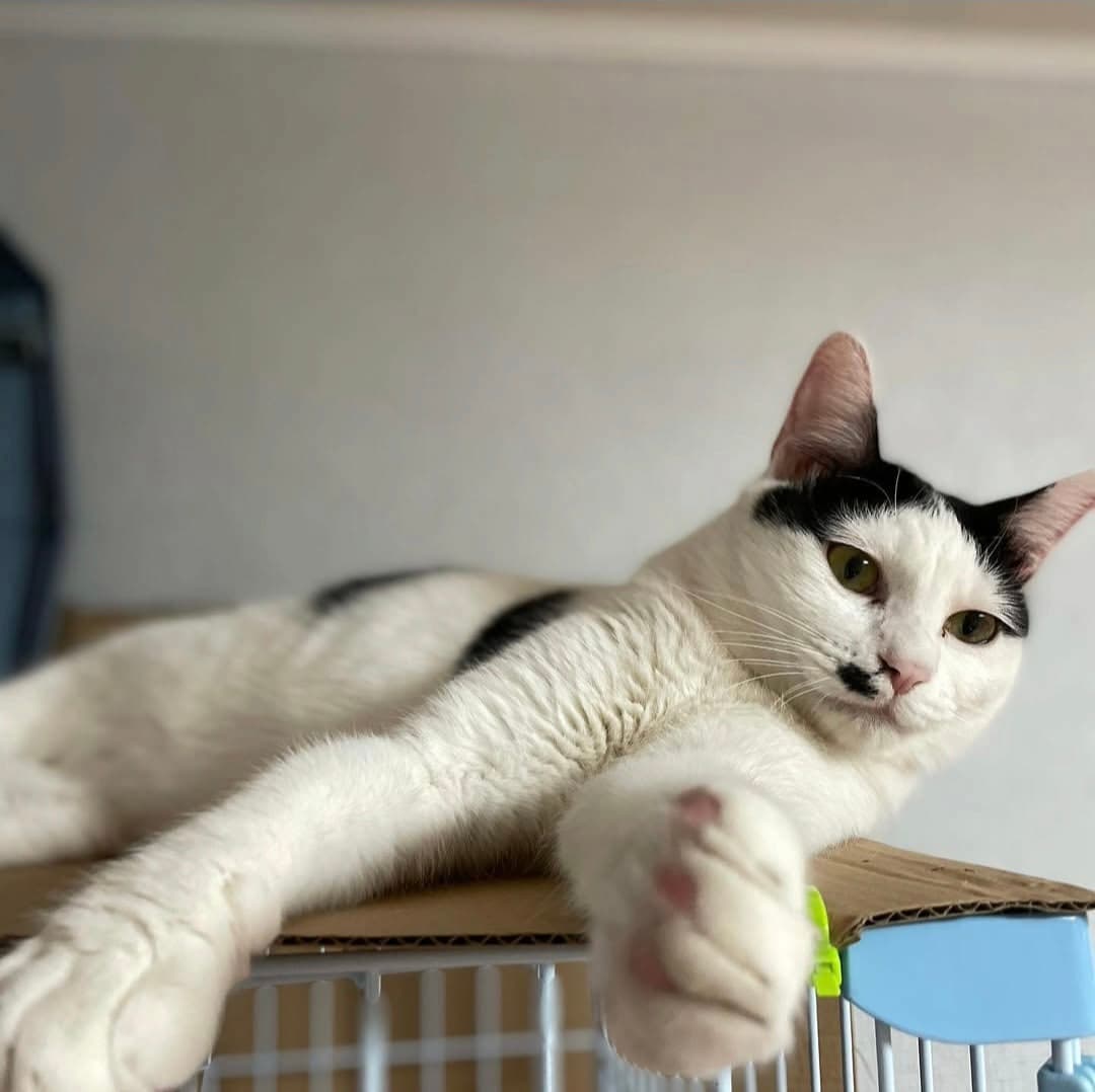 고양이 사진