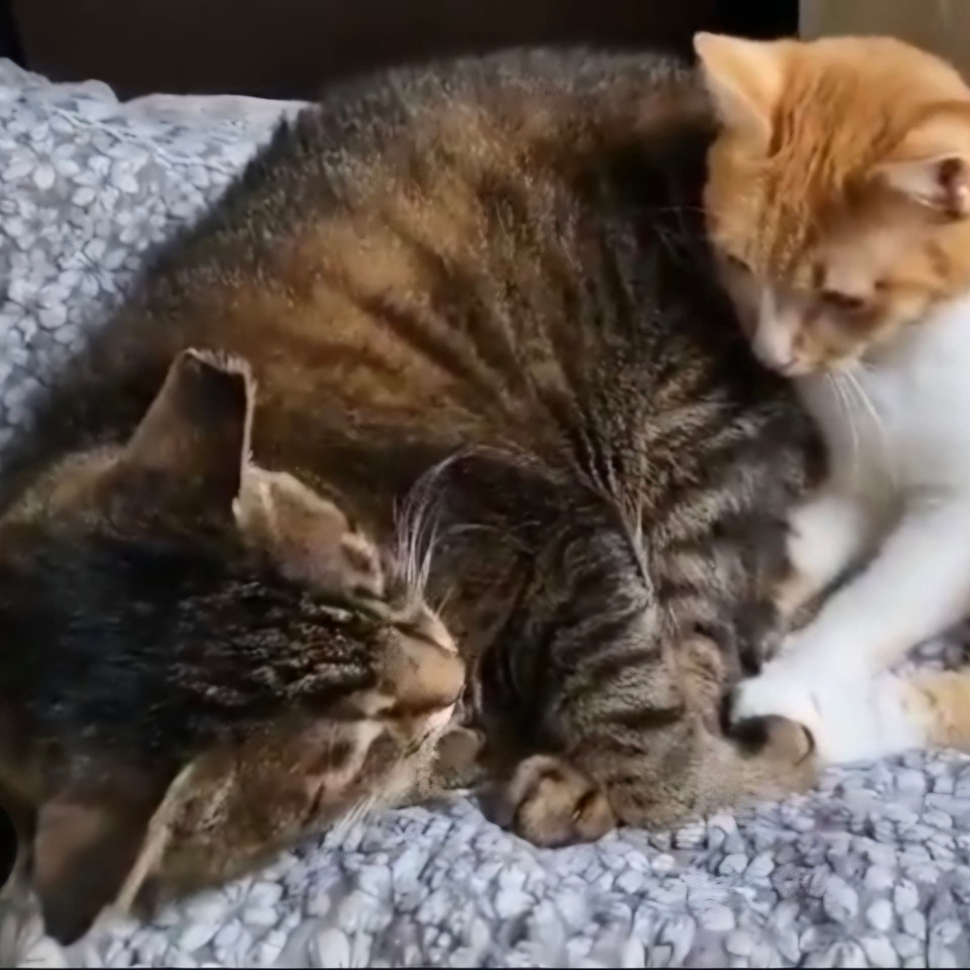 고양이 사진