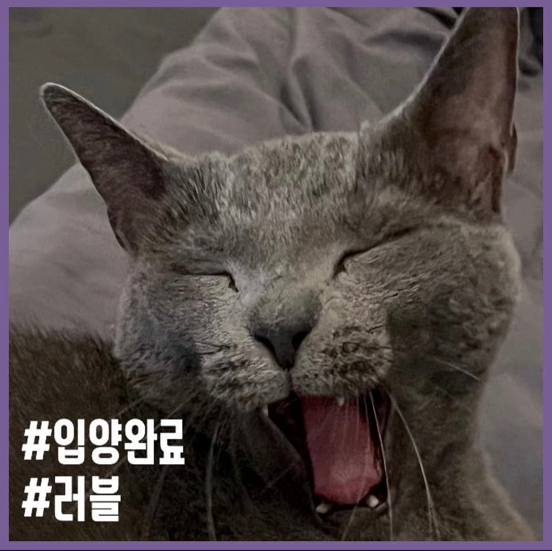 고양이 사진