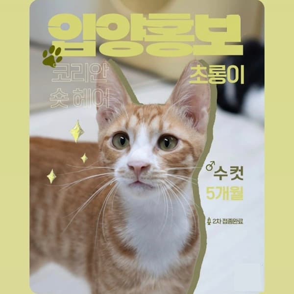 고양이 사진