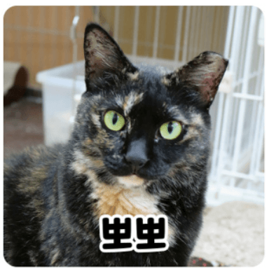 고양이 사진