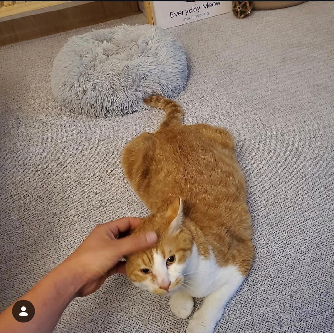 고양이 사진