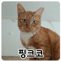 고양이 사진
