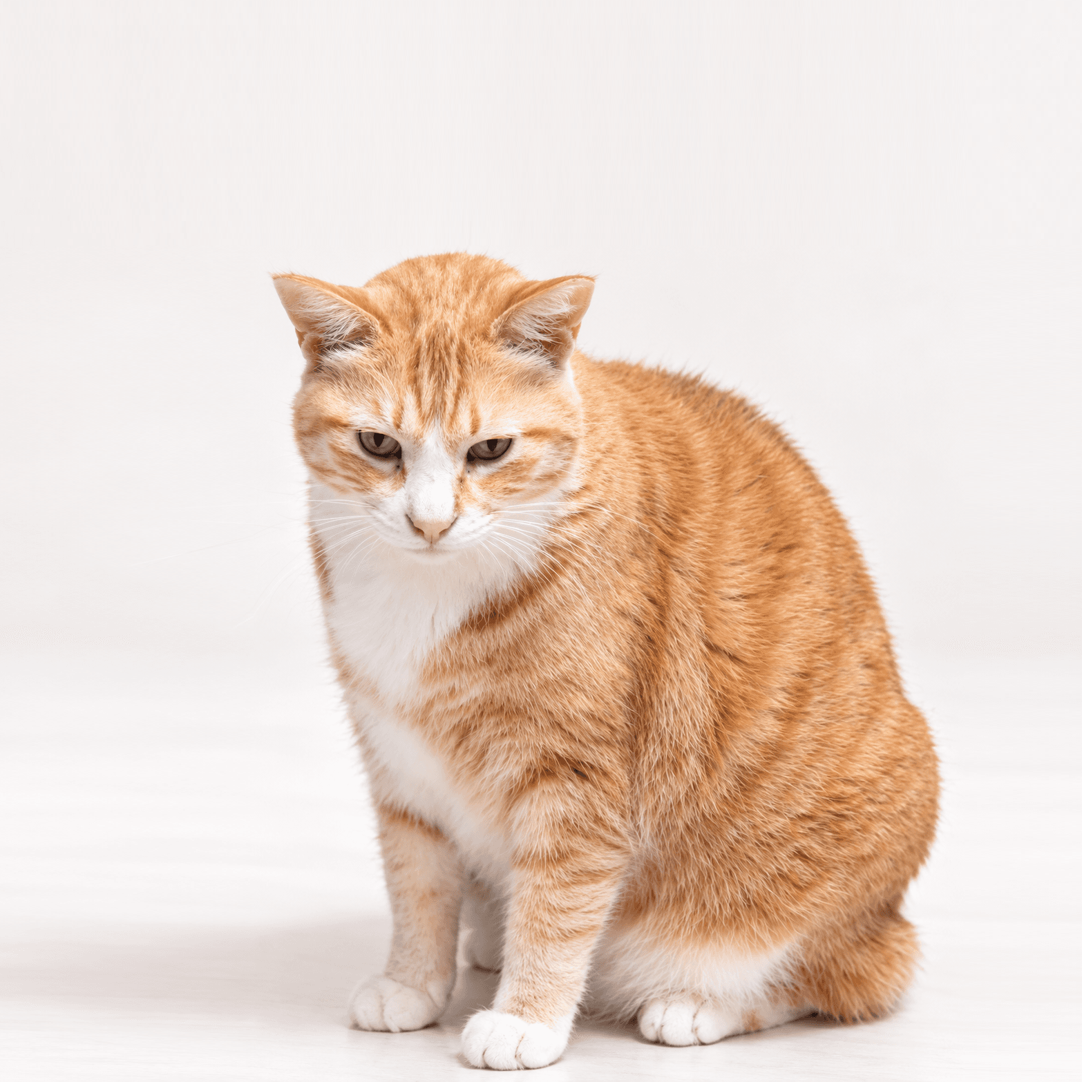 고양이 사진