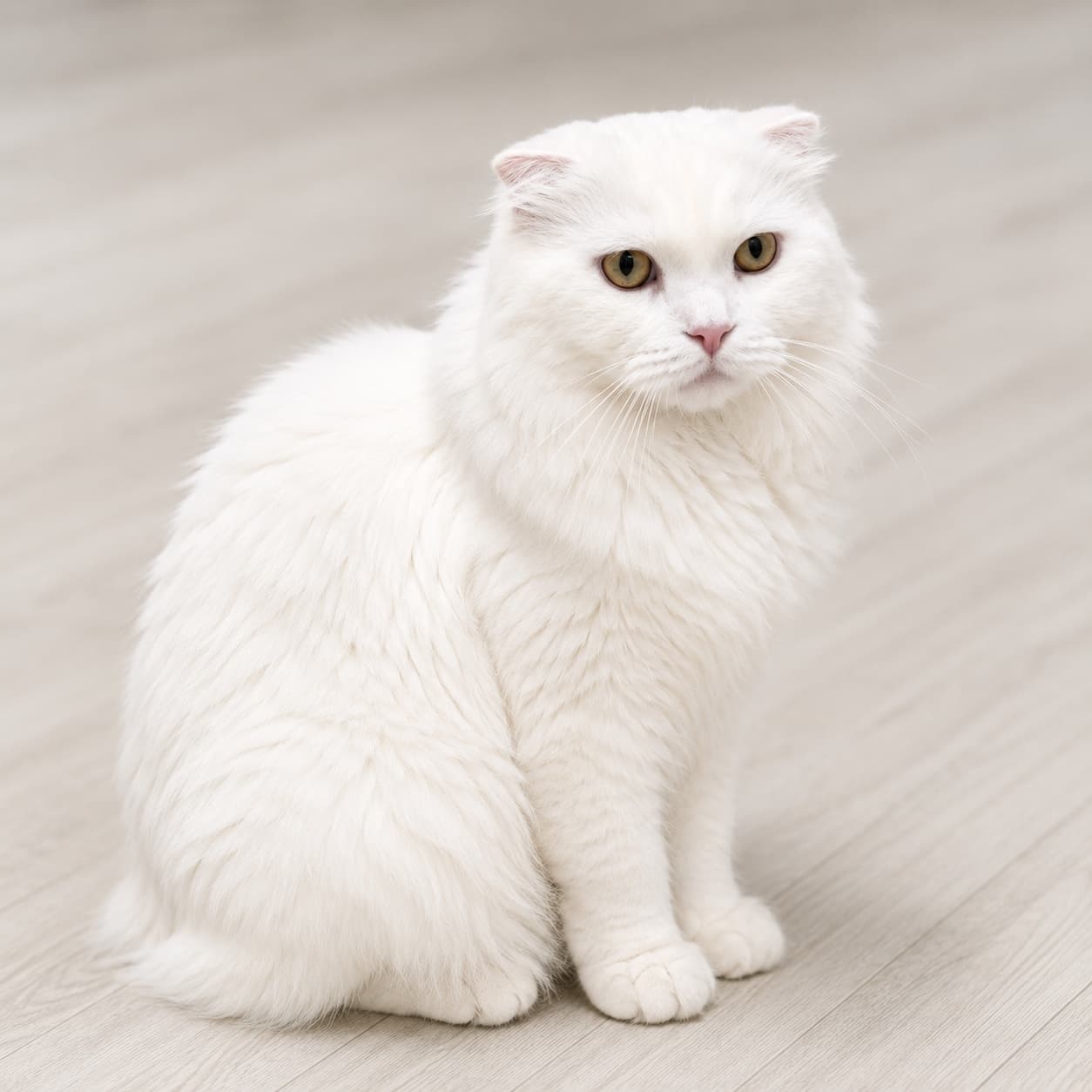 고양이 사진