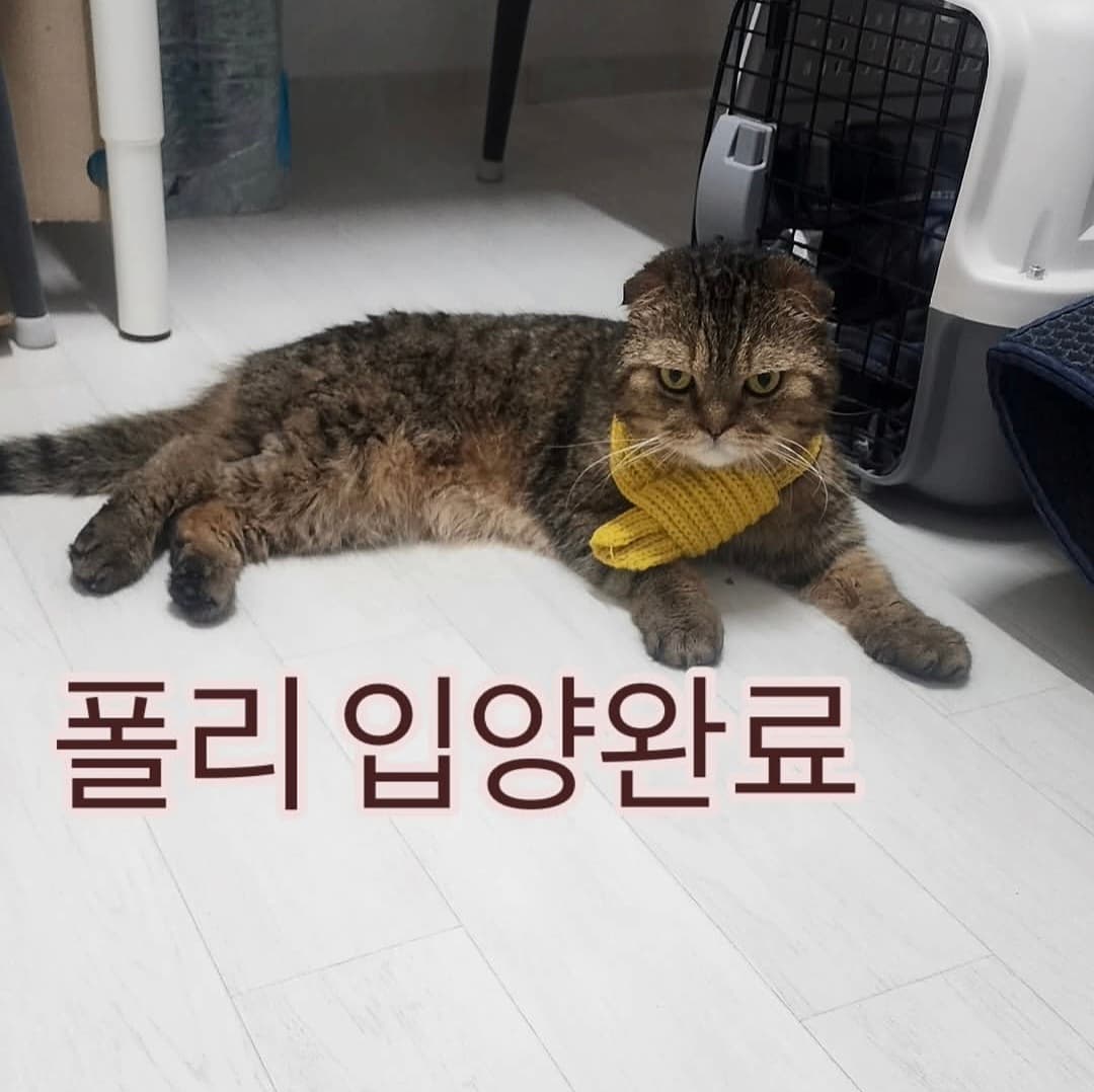 고양이 사진
