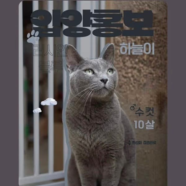 러시안블루