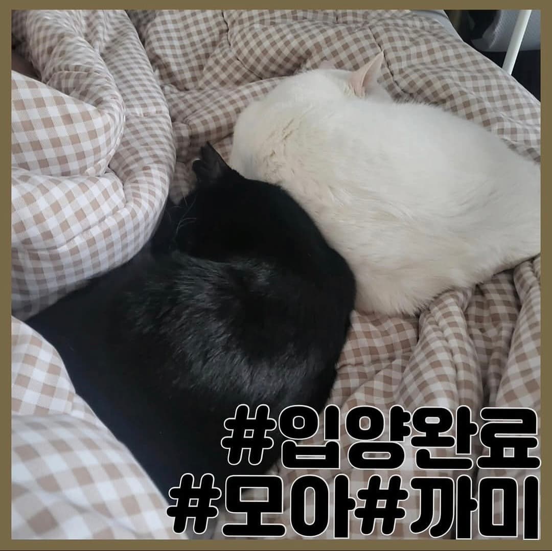 고양이 사진