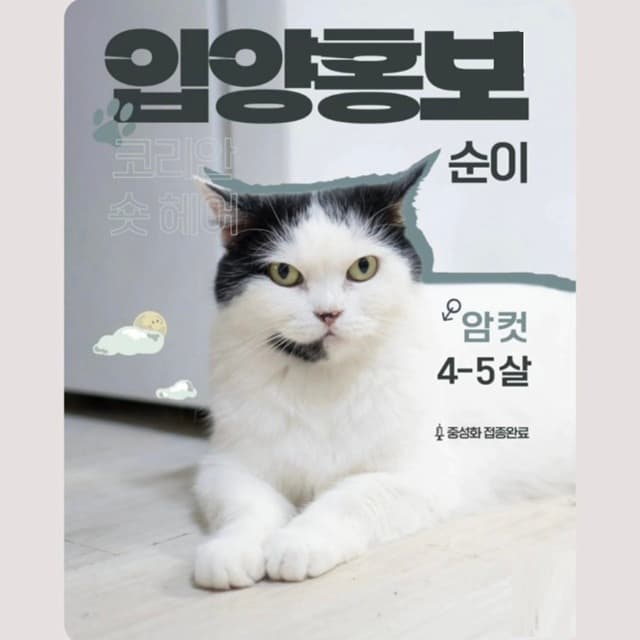 크림색 고양이 모카