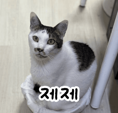 고양이 사진
