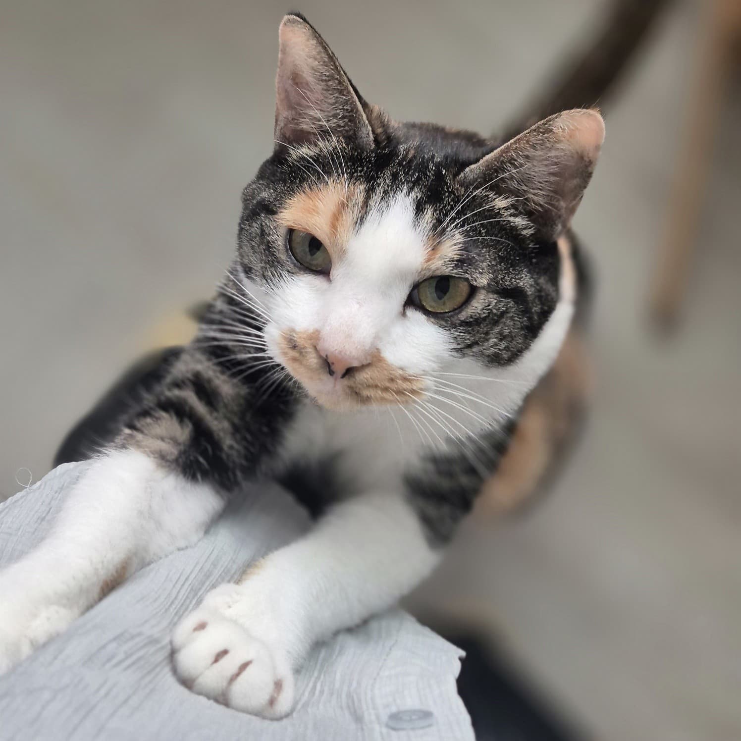 고양이 사진