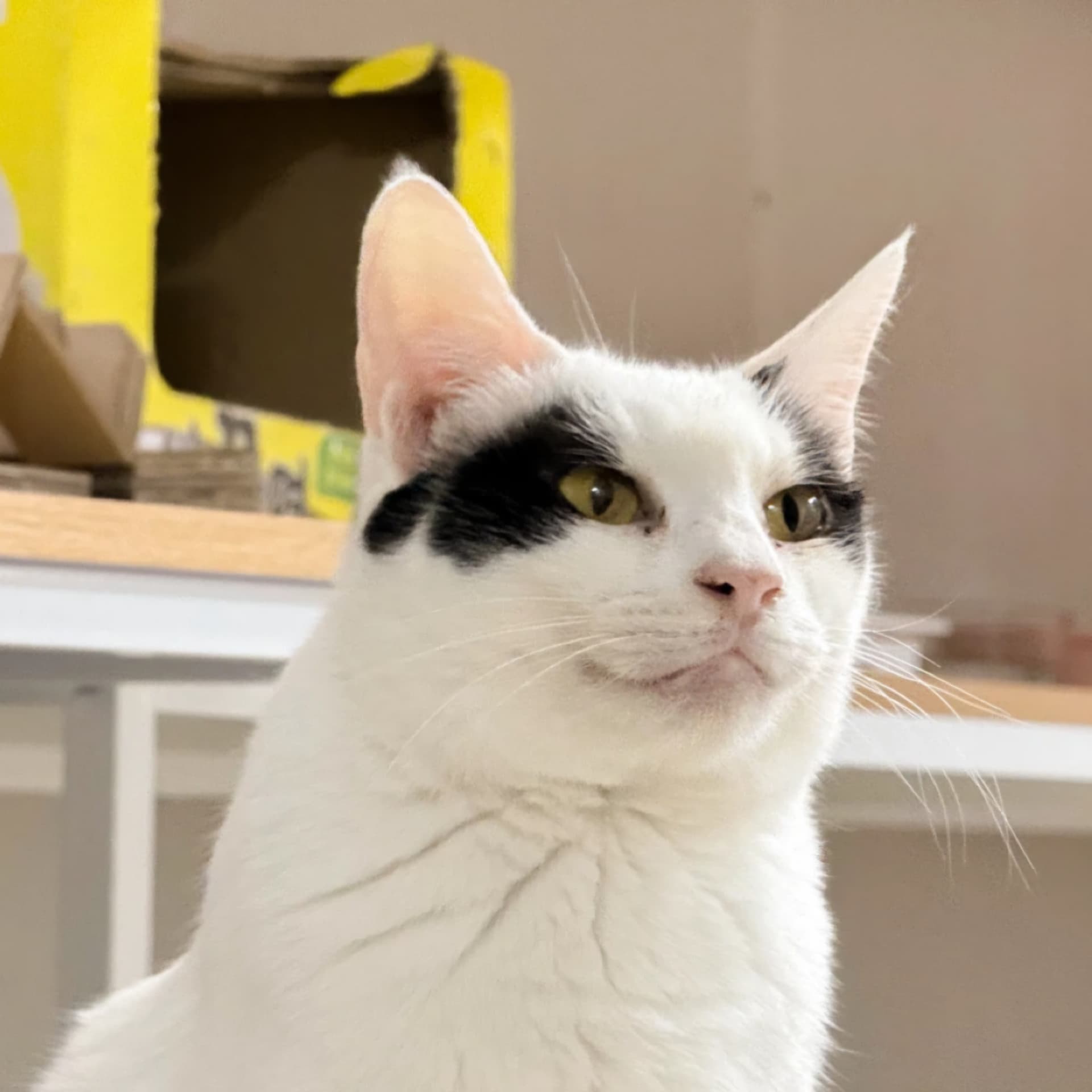 고양이 사진