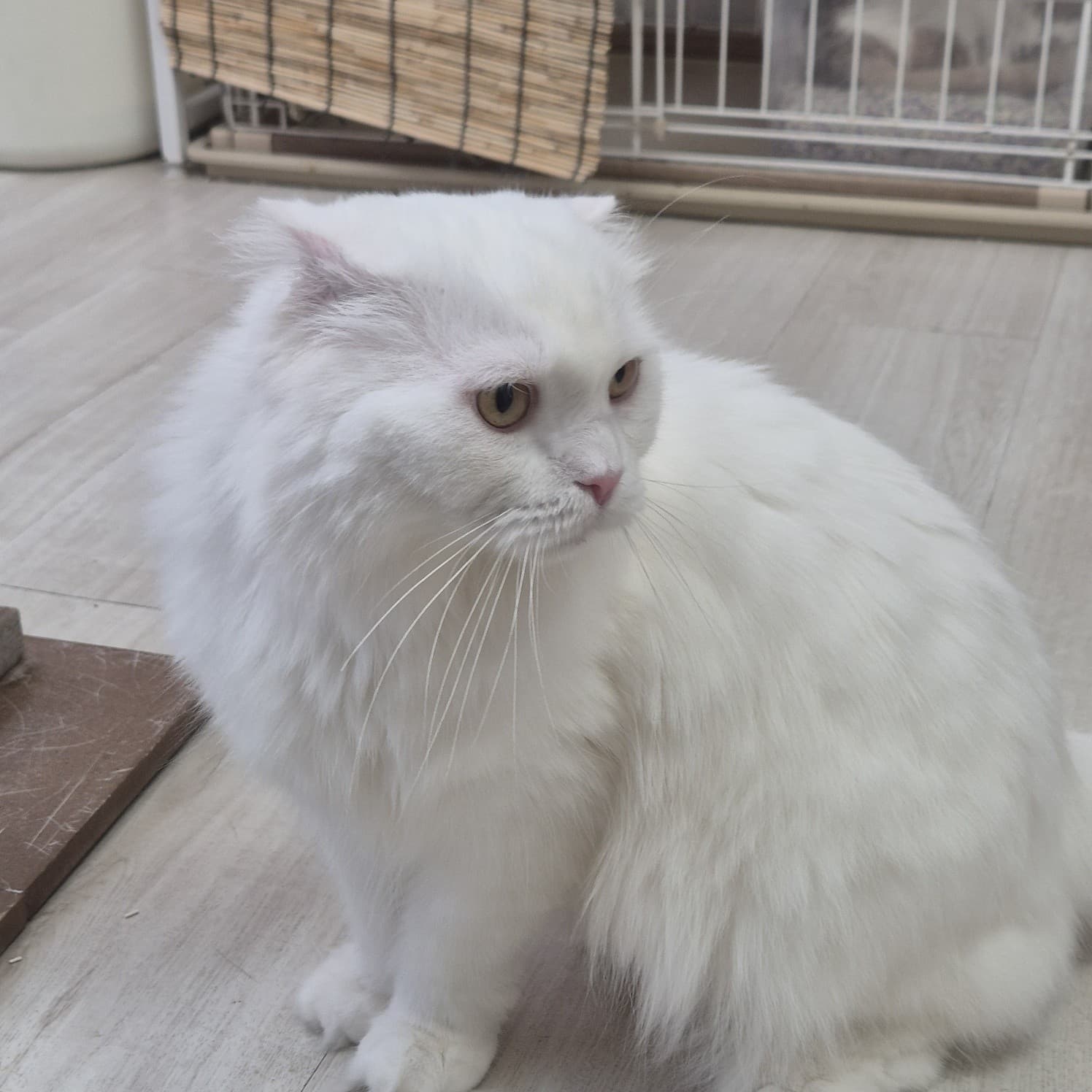 찹쌀 사진 4